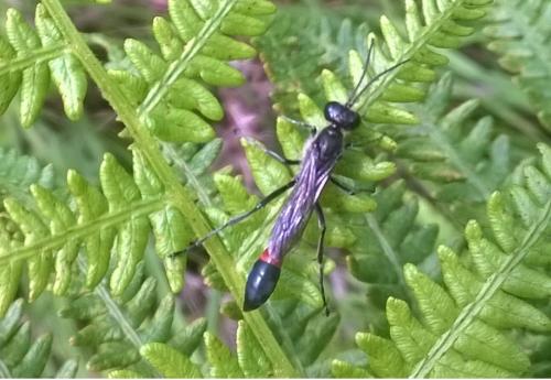 Ammophila sabulosa